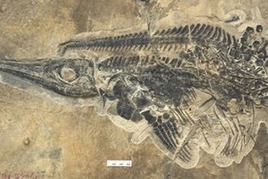 Trung Quốc phát hiện “kho báu” hóa thạch 20.000 năm