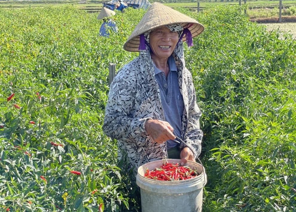 Ớt chín đỏ đồng, nông dân cay mắt chờ thương lái - 3 Ớt chín đỏ đồng, nông dân cay mắt chờ thương lái - 3