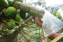 Bến Tre: Trồng dừa lấy mật từ hoa nông dân "sống khỏe"