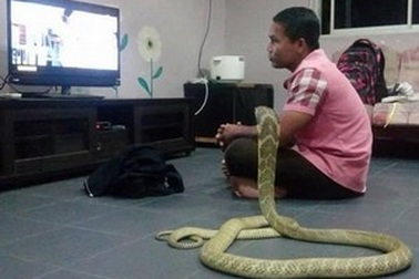 Chàng trai cưới rắn hổ mang vì tin rằng đó là... bạn gái đầu thai