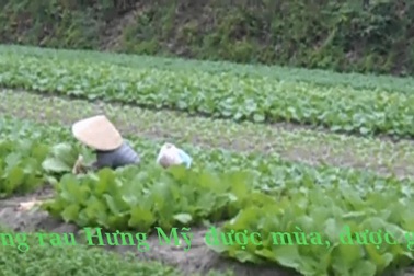 Clip làng rau Hưng Mỹ
