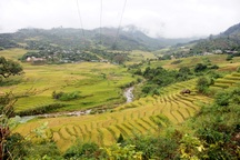 Mùa lúa vàng trên “xứ sở sương mù” Măng Ri