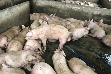 Hàng trăm con heo được bơm căng nước để mang đi tiêu thụ