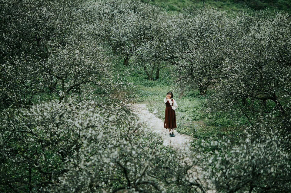 Đẹp quên lối mùa hoa mận nở trắng trời cao nguyên Mộc Châu - 6 Đẹp quên lối mùa hoa mận nở trắng trời cao nguyên Mộc Châu - 6