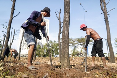 Hơn 1.300 cây xanh được di dời để thi công nút giao lớn nhất TP Thủ Đức
