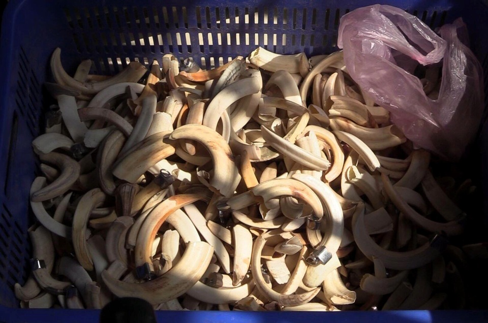 Bắt giữ hàng loạt sản phẩm làm từ động vật hoang dã quý hiếm - 3 Bắt giữ hàng loạt sản phẩm làm từ động vật hoang dã quý hiếm - 3