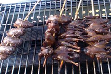 Biến vịt thải thành chim sẻ, cút thối thành bồ câu