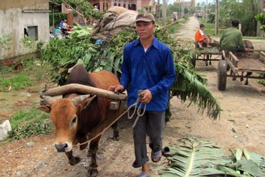 Ngỡ ngàng trước “binh đoàn xe bò” dọn bão