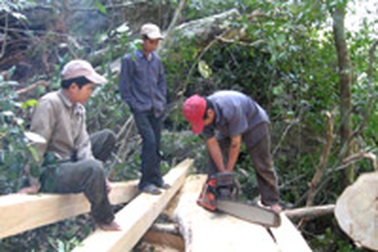 Hàng trăm người xẻ nát rừng nghiến