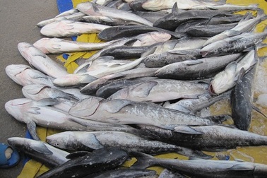 Dân mất tiền tỷ vì cá bớp nuôi trong lồng bè chết hàng loạt