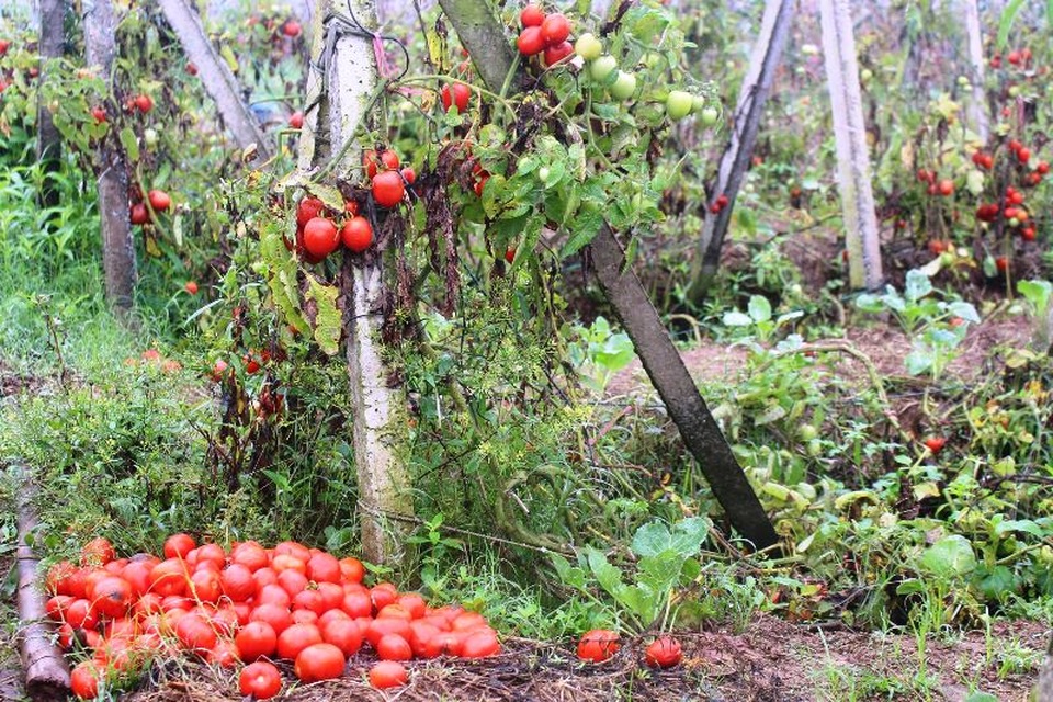 Cà chua rụng đỏ gốc, bắp cải nở bung, cho không ai lấy - 4 Cà chua rụng đỏ gốc, bắp cải nở bung, cho không ai lấy - 4