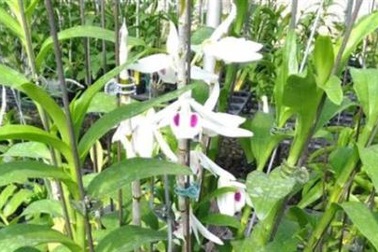 Dính cú lừa Phi điệp đột biến 2,6 tỷ đồng tuổi xế chiều