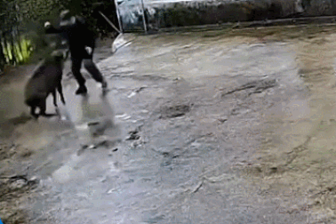 Khoảnh khắc cụ ông bất ngờ bị lợn rừng lao vào nhà tấn công dữ dội