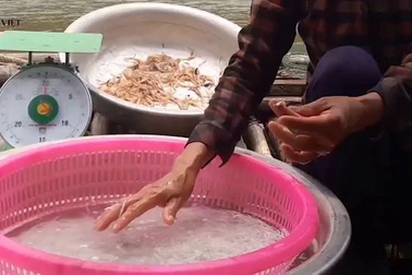 Clip: Cá ngần - một năm chỉ xuất hiện một lần trên sông Đà