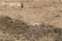 Tưởng đã chạy thoát nhưng linh dương vẫn bị sư tử bắt gọn vì sai lầm này