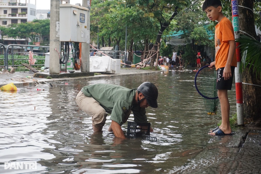 Sau mưa ngập, người Đà Nẵng mang rổ ra phố... bắt cá - 2 Sau mưa ngập, người Đà Nẵng mang rổ ra phố... bắt cá - 2
