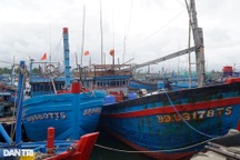 Nhiều tàu cá nằm bờ vì thiếu lao động