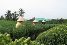 Thời tiết không ủng hộ người trồng hoa tết