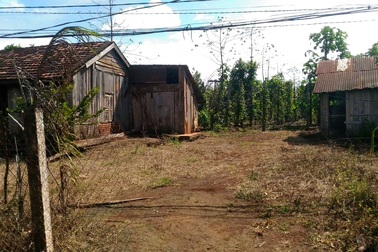 Dân lao đao vì vỡ mộng “vàng đen”