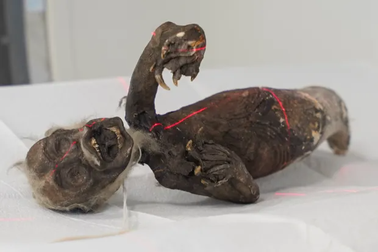 Vạch trần cú lừa về sự thực xác ướp người cá gần 130 năm tuổi