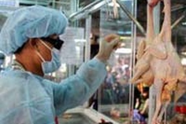 Doanh nghiệp khổ vì thị trường gia cầm không rõ ràng