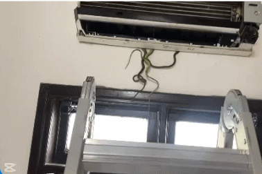 Giải mã ổ rắn trong máy điều hòa tại Quảng Nam khiến dân mạng hoang mang