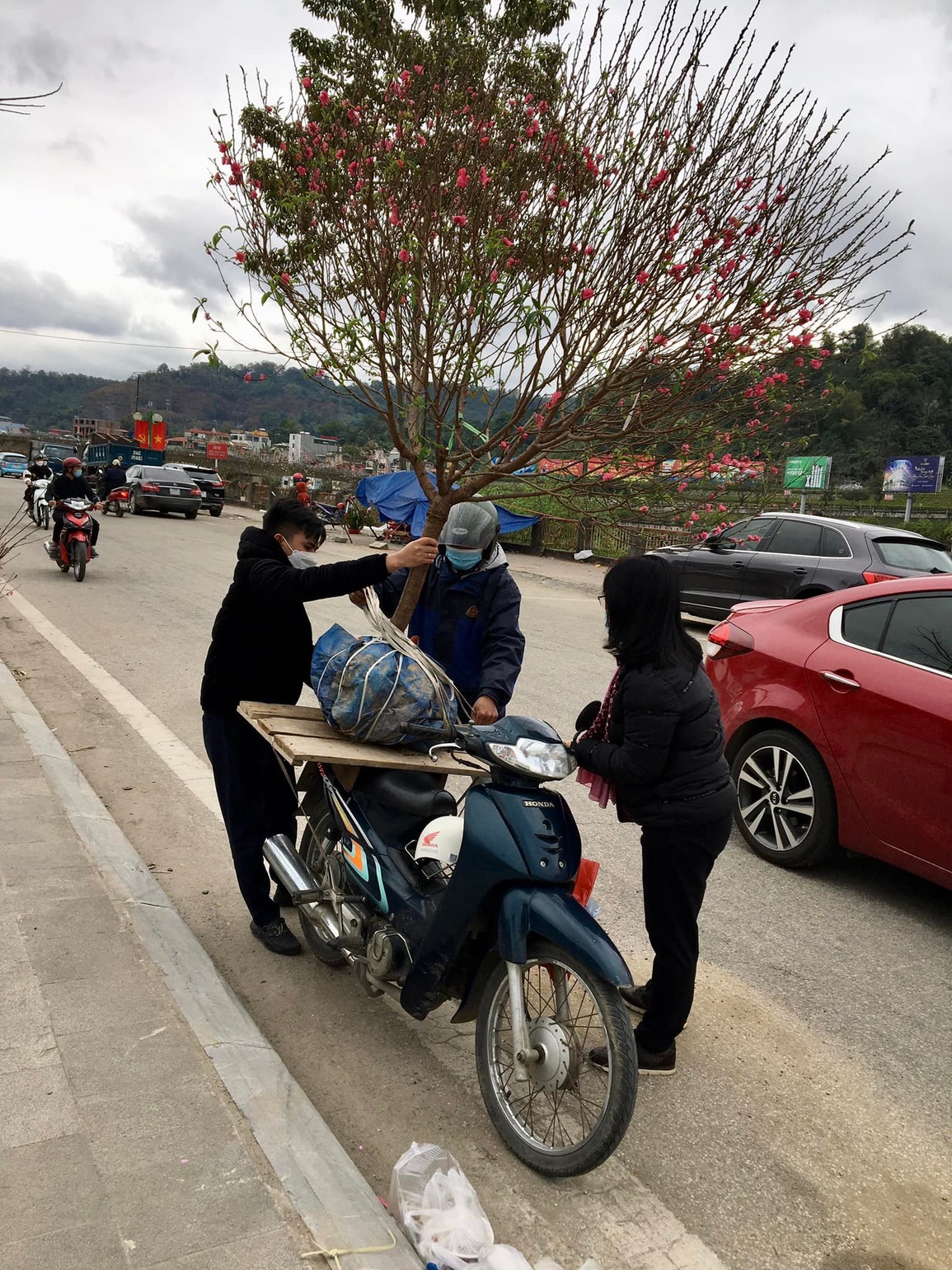 Chợ hoa Xuân cháy lan hồ điệp, đào quất đại hạ giá - 2 Chợ hoa Xuân cháy lan hồ điệp, đào quất đại hạ giá - 2