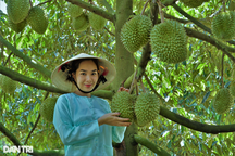9X xinh như hotgirl trồng sầu riêng sạch cho khách tham quan thu tiền tỷ