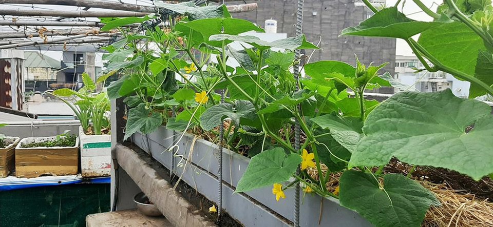 Quả trĩu cành, gà đẻ trứng trên sân thượng của bà chủ nhà trọ Sài Gòn - 8