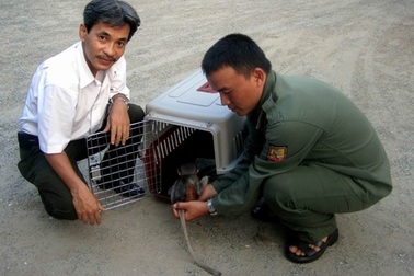 Cứu hộ nhiều cá thể Voọc vá chân nâu, rùa 3 gờ