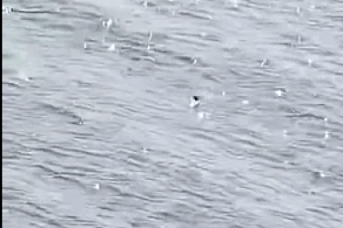 Clip "sinh vật lạ bị nghi là quái vật hồ Loch Ness" gây tranh cãi tuần qua