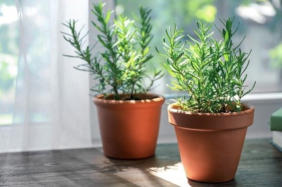 Những loại cây tỏa hương nên trồng trong nhà giúp thư giãn, giảm căng thẳng - 6 Những loại cây tỏa hương nên trồng trong nhà giúp thư giãn, giảm căng thẳng - 6