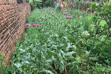 Trồng hơn 3.000 cây thuốc phiện trong vườn nhà