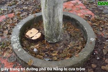 Hoa giấy trang trí đường phố Đà Nẵng bị cưa trộm