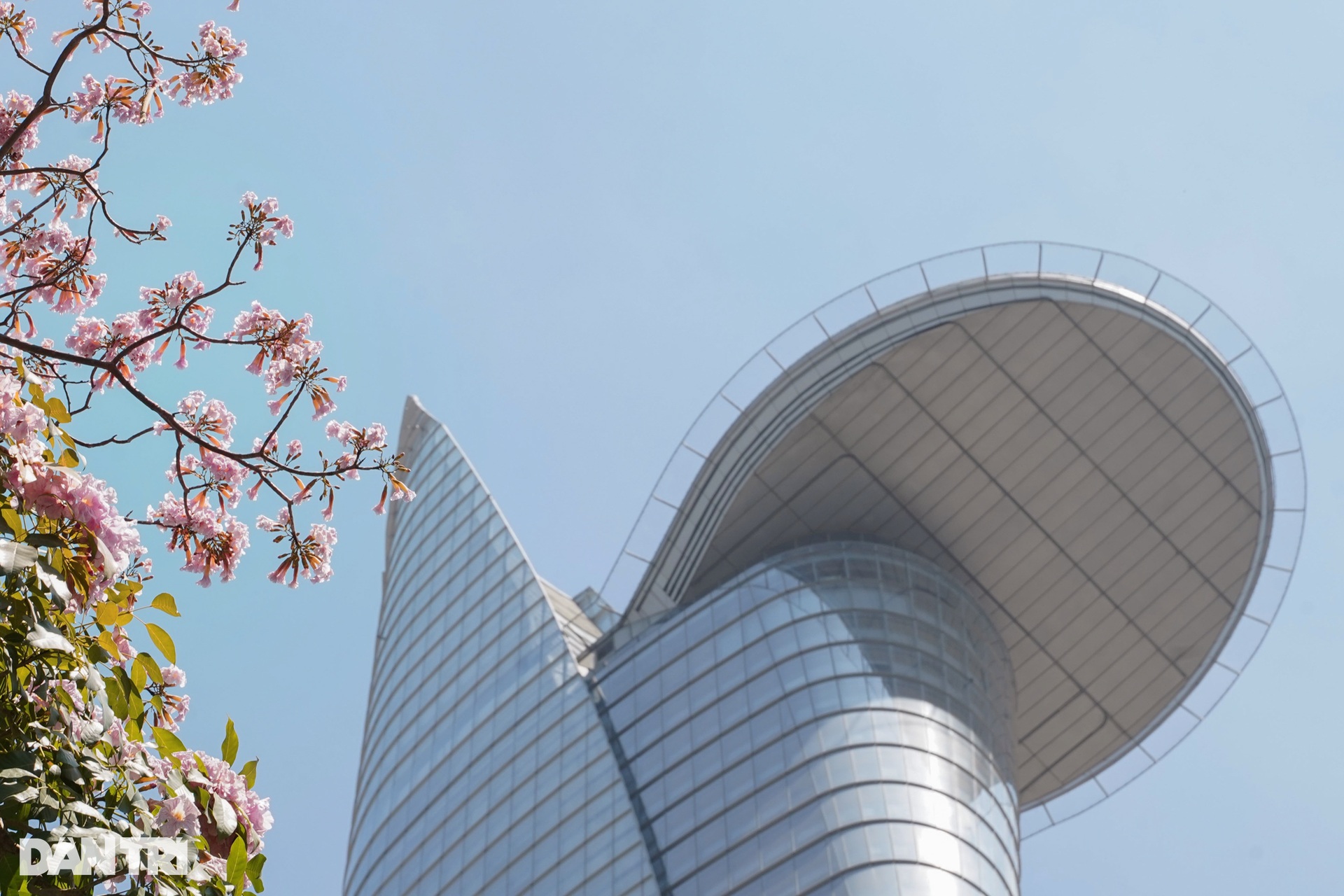 Loài hoa biểu tượng của TPHCM đến mùa gây sốt - 5 Loài hoa biểu tượng của TPHCM đến mùa gây sốt - 5