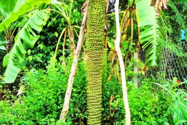 "Tận mắt" buồng chuối hơn 200 nải vẫn còn “đẻ” tiếp