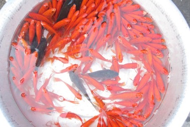 Đà Nẵng: Thị trường đồ cúng ông Táo kém sôi động