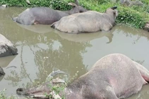 Sét đánh chết 5 con trâu ở Hà Giang