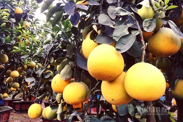 Chăm cây bưởi cổ ra 200 quả, chờ Tết bán bỏ túi 70 triệu đồng