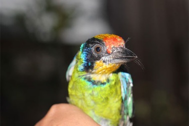 Phát hiện chim lạ nhiều màu sắc, nghi là chim quý