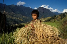 Lao động trẻ em nông thôn: Cần giải pháp cấp bách, toàn diện