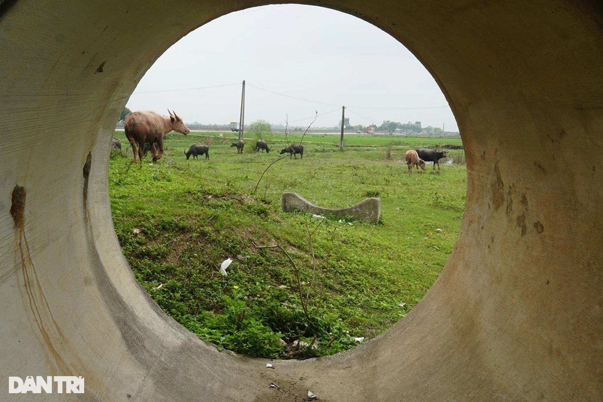 Bãi thả trâu bò - Hình hài dự án 2.300 tỷ đồng của FLC sau gần 1 thập kỷ - 8 Bãi thả trâu bò - Hình hài dự án 2.300 tỷ đồng của FLC sau gần 1 thập kỷ - 8