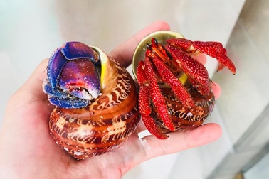 Ốc mà không phải là ốc, không ăn được, giá lên tới 2-3 triệu đồng/con