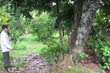 Cận cảnh cây hồng nhung trên trăm tuổi