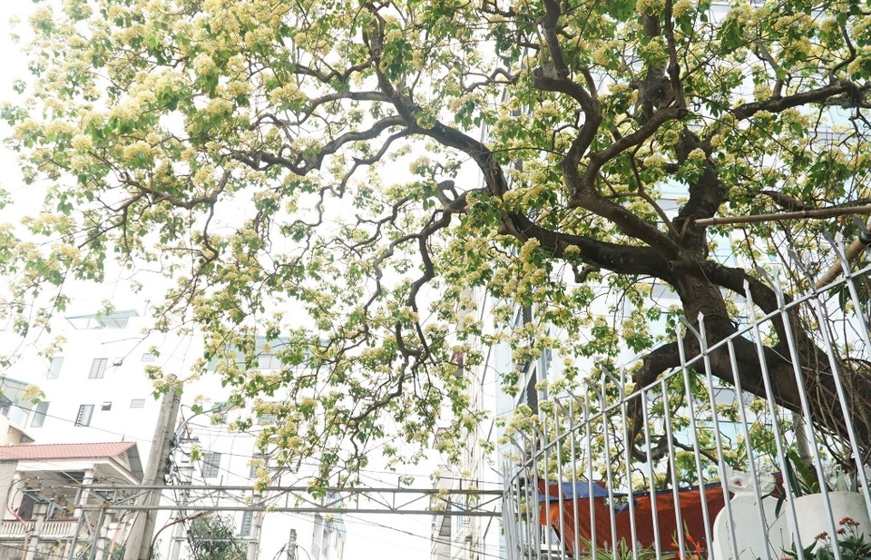 Choáng ngợp cây bún 300 tuổi báu vật độc nhất vô nhị ở Hà Nội - 5