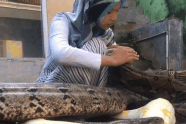 Cô gái nuôi 6 con trăn khổng lồ làm thú cưng