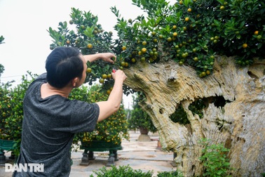 Quất ghép gỗ lũa hình đầu rồng giá hơn 100 triệu đồng ở Hà Nội