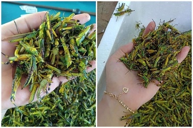 Châu chấu trứng 150 nghìn đồng/kg, muốn ăn phải đăng ký chờ ưu tiên