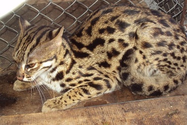 Thả về rừng cá thể mèo đặc biệt quý hiếm