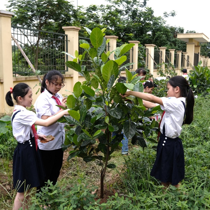 Những mảng rừng, vừa gây rừng vừa giúp dân xóa đói giảm nghèo, làm kinh tế rừng bền vững - Ảnh 1.